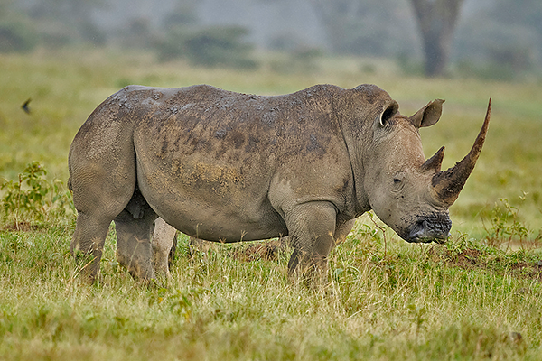 White Rhinoceros