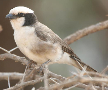 Northern White-crowned Shrike