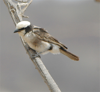 Northern White-crowned Shrike