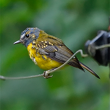 White-starred Robin