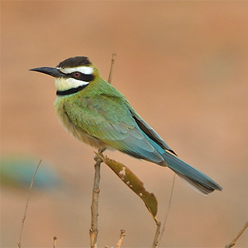White-throated Bee-eater