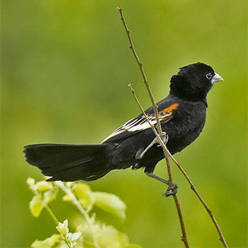 White-winged Widowbird