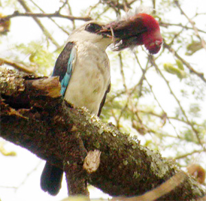 Woodland Kingfisher
