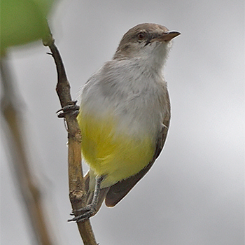 Yellow-bellied Eremomela