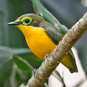 Yellow-bellied Wattle-eye
