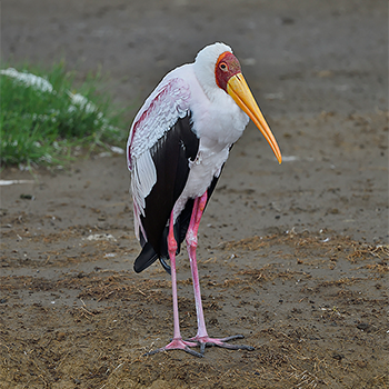 Yellow-billed Stork