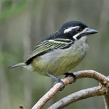 Yellow-rumped Tinkerbird