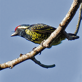 Yellow-spotted Barbet
