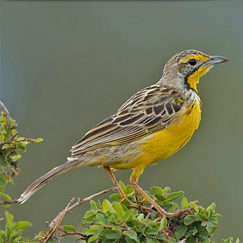 Yellow-throated Longclaw