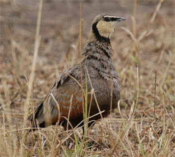 Yellow-throated Sandgrouse