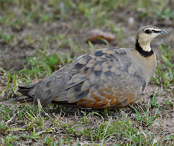 Yellow-throated Sandgrouse