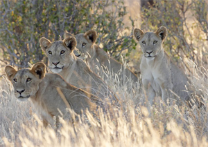Lion cubs