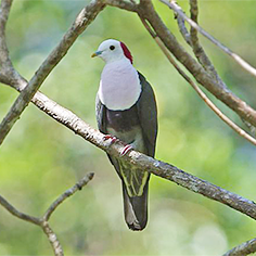 Red-naped Fruit Dove