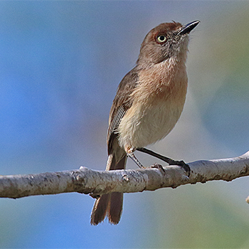 Archbold's Newtonia