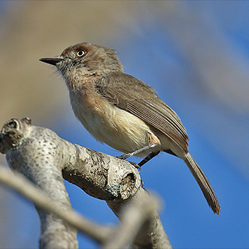 Archbold's Newtonia