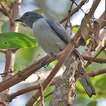 Ashy Cuckooshrike