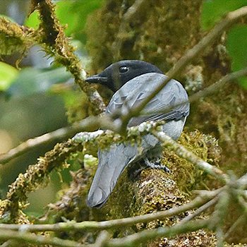 Ashy Cuckooshrike