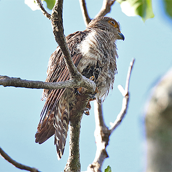 Banded Kestrel