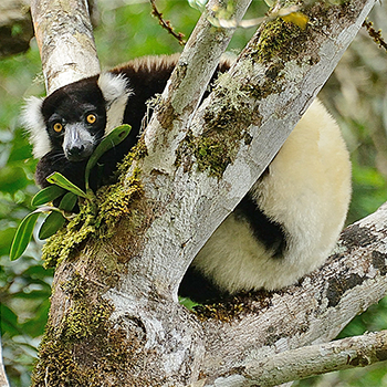 Black-and-white Ruffed Lemur