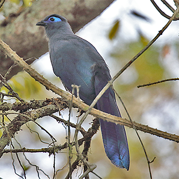 Blue Coua