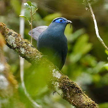 Blue Coua