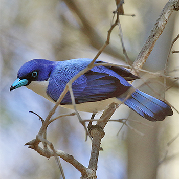 Blue Vanga