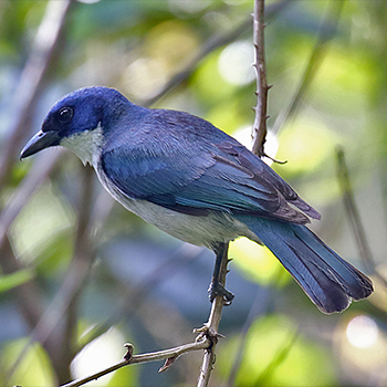 Blue Vanga