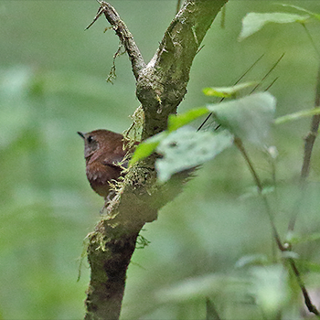 Brown Emutail