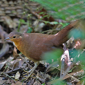 Brown Mesite