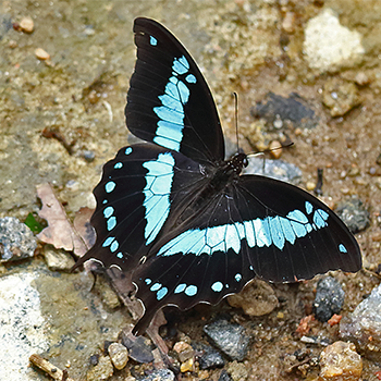 Butterfly sp.