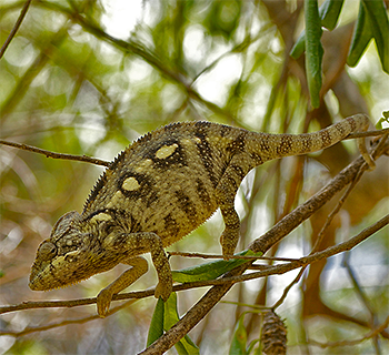 Chameleon sp.