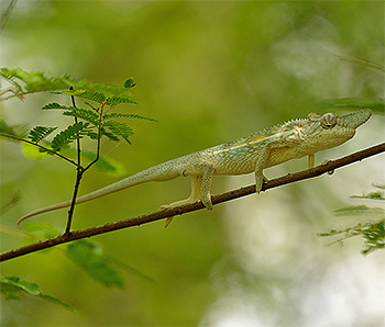 Chameleon sp.
