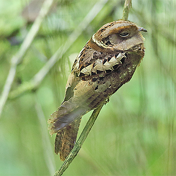 Collared Nightjar