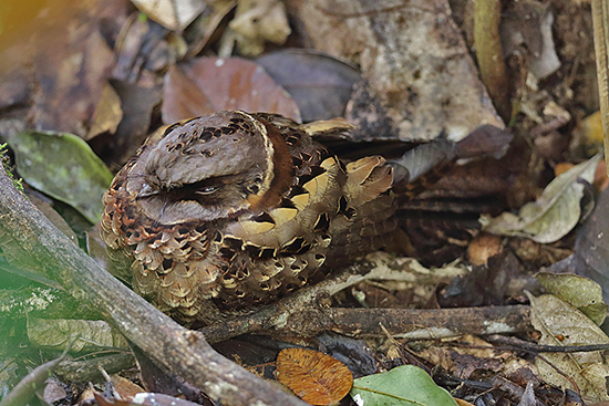 Collared Nightjar