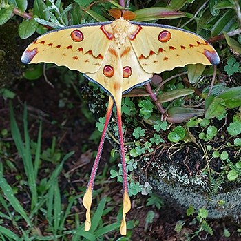 Comet Moth