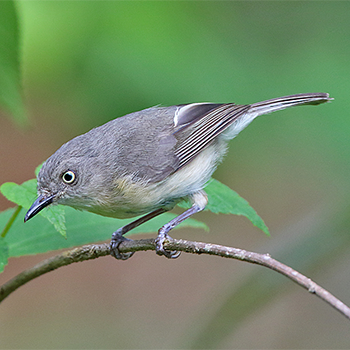 Common Newtonia