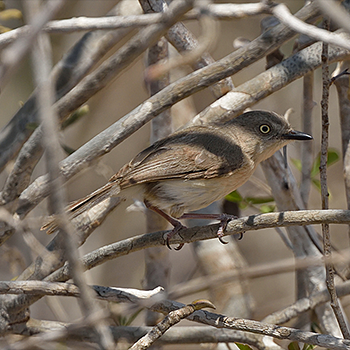 Common Newtonia