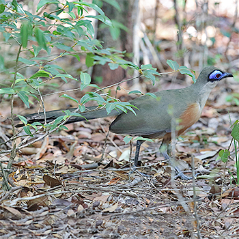 Coquerel's Coua