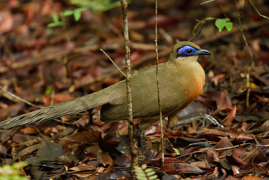 Coquerel's Coua
