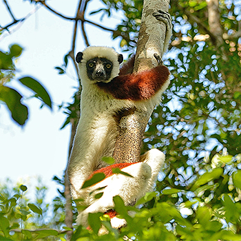 Coquerel's Sifaka