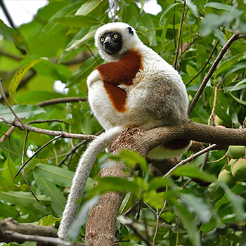 Coquerel's Sifaka
