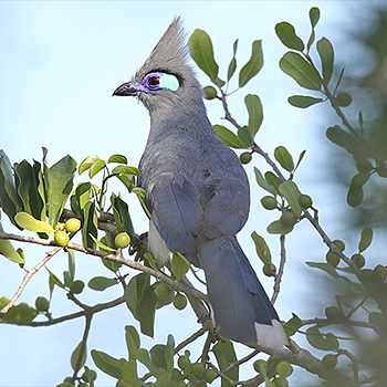 Crested Coua