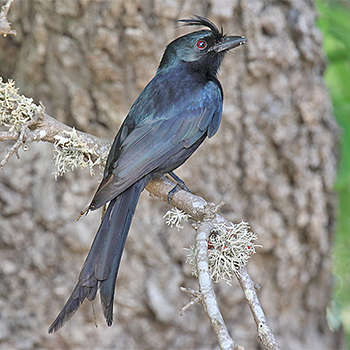 Crested Drongo