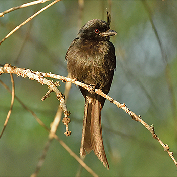 Crested Drongo