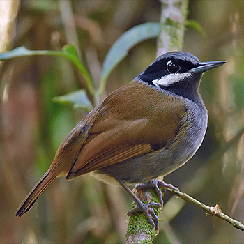 Crossley's Vanga