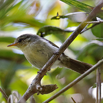 Cryptic Warbler