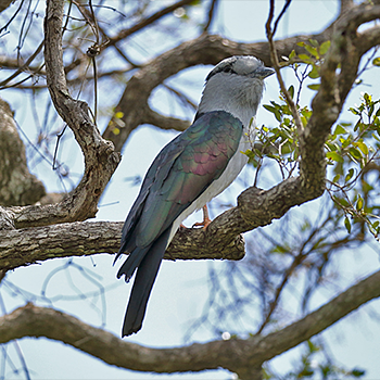 Cuckoo-roller