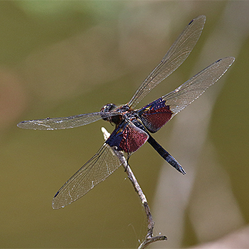 Dragonfly sp.