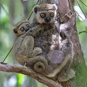 Eastern Woolly Lemur