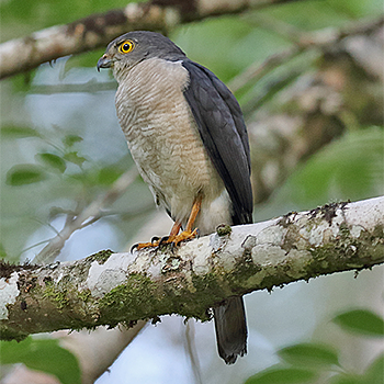 Frances's Sparrowhawk